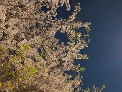 -西北湖绿化广场