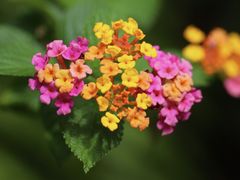 -深圳市中科院仙湖植物园
