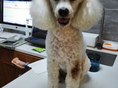 -美联众合宠物医院·爱萌分院·内外科·猫科中心