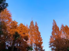 -上海滨江森林公园