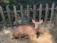 -野象谷景区