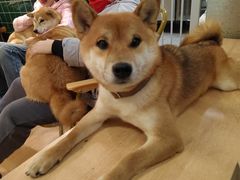 -是阿柴呀！柴犬咖啡·爱喵喵猫咖