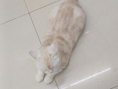 -瑞派动物医院·猫专科·至诚(江南中分院)