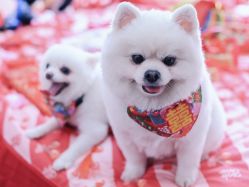 -Sunny喜铺婚礼定制·求婚策划