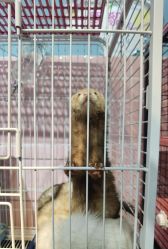 -Moni星球萌宠·小马宝莉·灵蛇·高端高阶全萌宠互动体验俱乐部(红豆国际广场店)