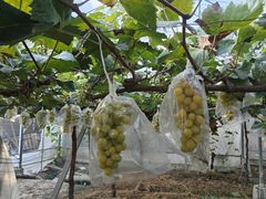 -马陆小张葡萄园农家乐