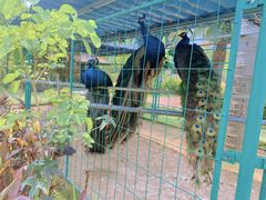 -西双版纳融创皇冠假日度假酒店