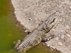 -石家庄市动物园