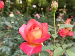 -共青国家森林公园-售票处