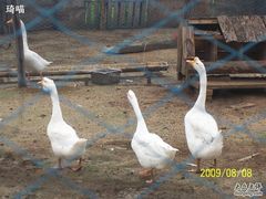 小动物园-大白鹅-意大利农场度假村