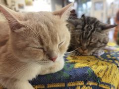 -平行世界·猫咖(首经贸店)