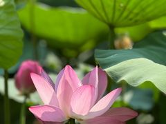 -莫愁湖公园