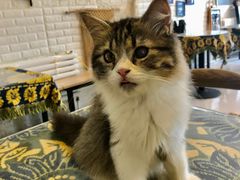 -平行世界·猫咖(首经贸店)