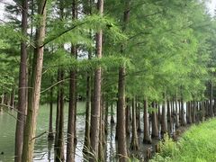 -苏州太湖国家湿地公园
