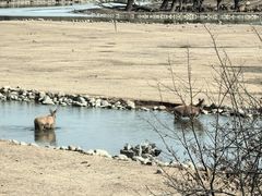 -北京麋鹿生态实验中心