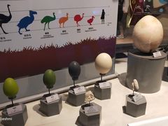 -正佳自然科学博物馆