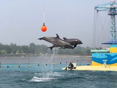 -秦皇岛乐岛海洋王国