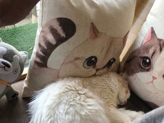 -猫和宫(六道口店)