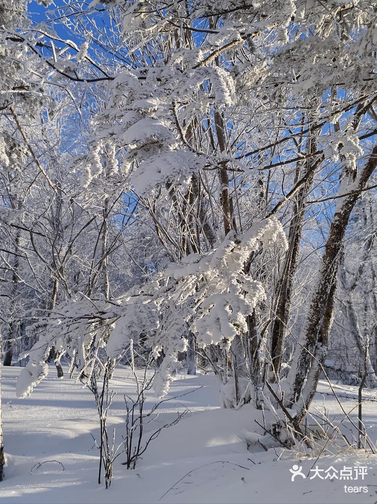 描写雪后大树的雪景图片