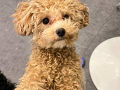 -有喵·猫咖·狗咖·40+猫狗有小奶狗(岗厦店)