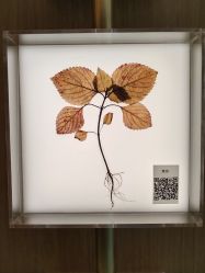 -阅年轻·AI家庭健康体质调理