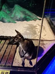 -未来动物城动物主题公园(大悦城店)