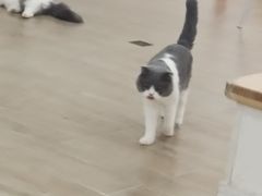 -李小姐の猫咖啡馆(五角场店)