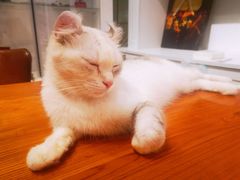 -猫小院猫主题餐厅(三里屯店)