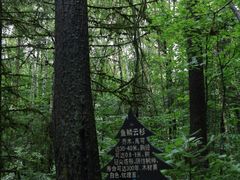 -五营红松林海景区