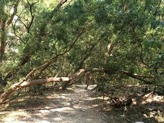 -梧桐山风景名胜区