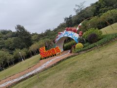 -野狸岛