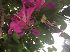 -龙舟池