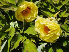 -曹州百花园