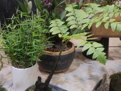 -双季花艺园艺市场(浦东店)