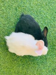 -萌宠亲子动物乐园(槐房万达店)