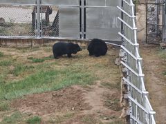 -青藏高原野生动物园