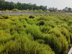 -天津东丽湖风景区