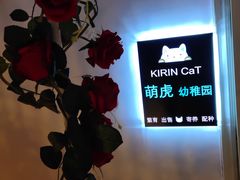 -70cat德文卷毛猫·缅因猫纯种猫舍