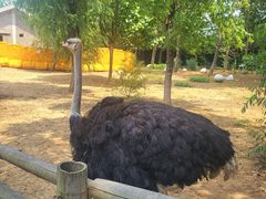 -大连森林动物园