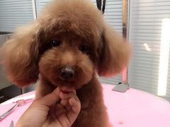 -瑞派·关忠动物医院·猫专科·犬专科(三环新城店)