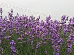 -曲江薰衣草庄园