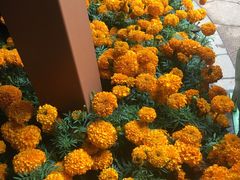 -花之城