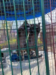 -萌宠亲子动物乐园(槐房万达店)