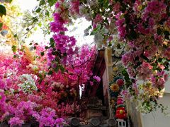 -深圳国际园林花卉博览园