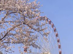 -顾村公园