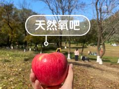 -高尔山公园