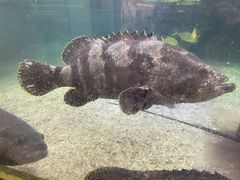 -野山舂·贵州现舂酸汤火锅(鸿通城店)