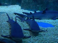 -烟台海昌鲸鲨海洋公园