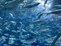 -上海海洋水族馆