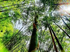 -铁山坪森林公园